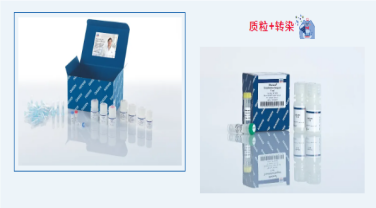 “质粒+转染”套餐？既要高效率，又要性价比！